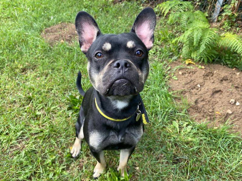 Rocky for sale in Snetterton, Norfolk