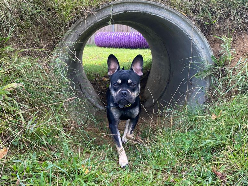 Chihuahua Puppies for sale in Norfolk