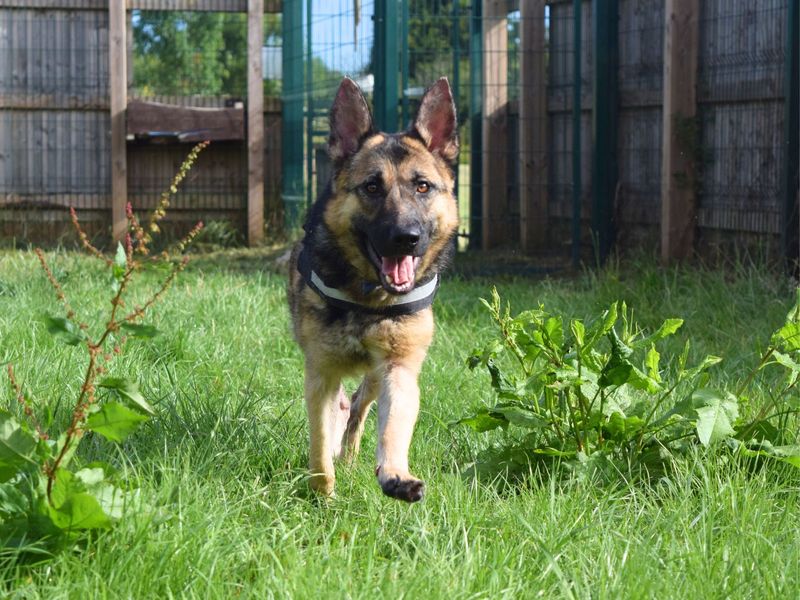 Nika | German Shepherd Dog | Harefield West London - 1