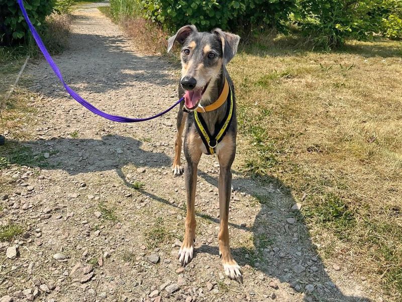 Adopt a Saluki Rescue Dog | Callie | Dogs Trust