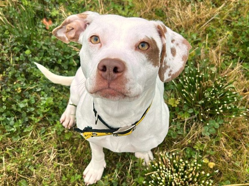 Cotton | Terrier (Staffordshire Bull) | Ballymena (Northern Ireland) - 1