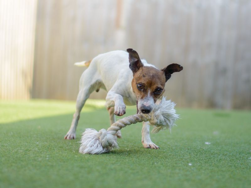 Jack Russells for sale in Kenilworth, Warks