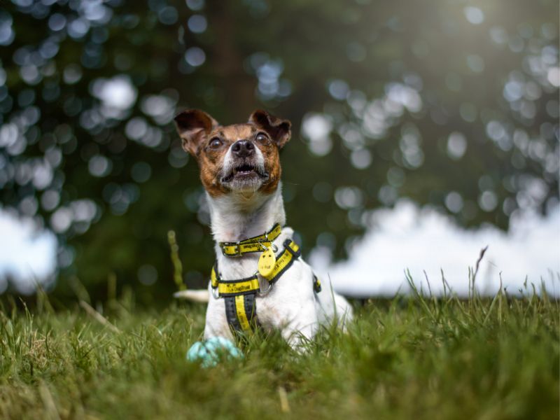 Jill | Terrier (Jack Russell) | Kenilworth (West Midlands) - 1