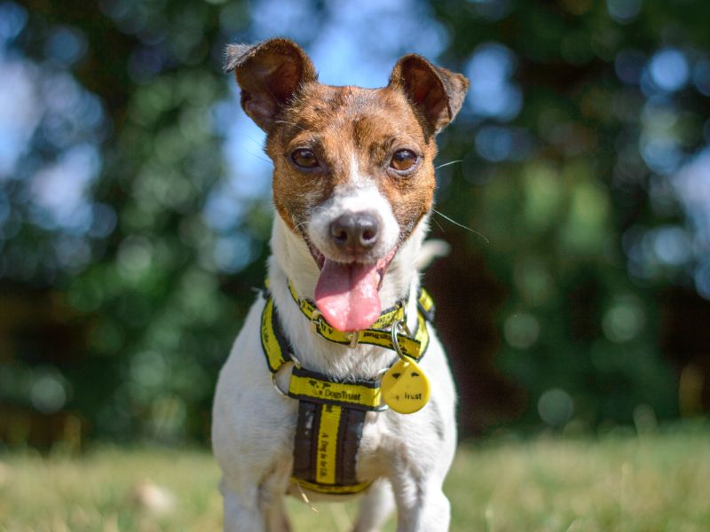 Jack Russell Puppies for sale