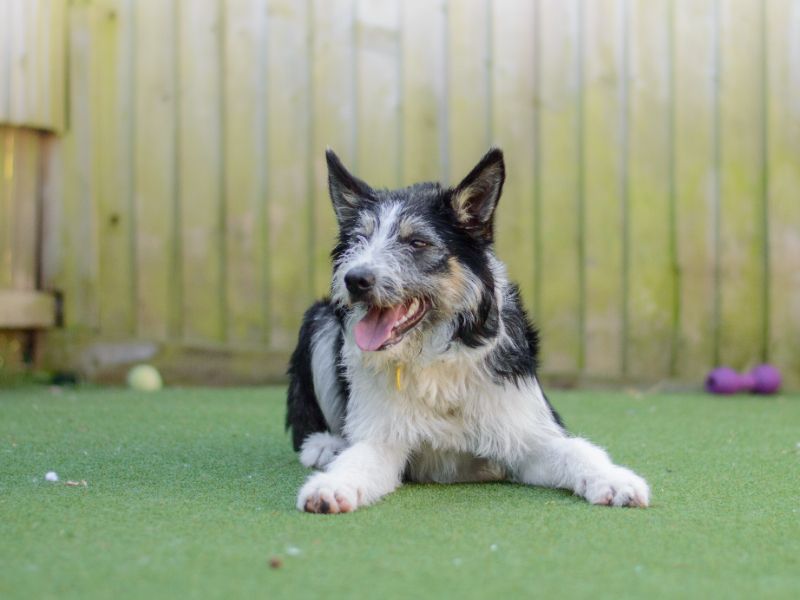 Bearded fashion collie adoption