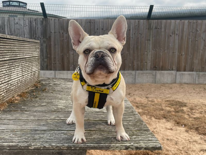 Reggie | French Bulldog | Loughborough - 1