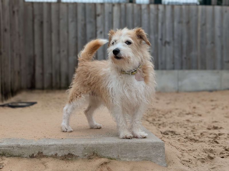 Jack Russell Puppies for sale