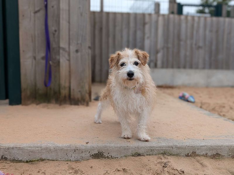 Jack Russell Puppies for sale in Glamorgan