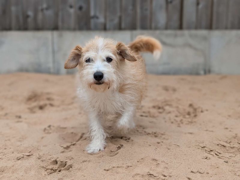 Jack Russells for sale in Cardiff, Glamorgan