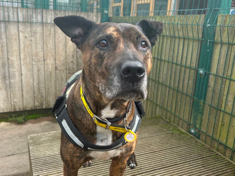 Roxie | Rottweiler Cross | Loughborough - 1