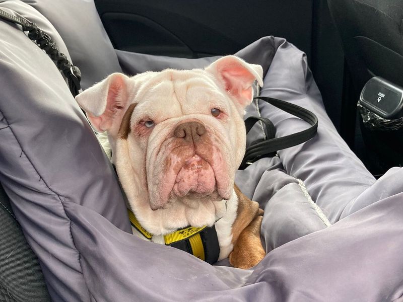 Bulldog Puppies for sale in Co Antrim