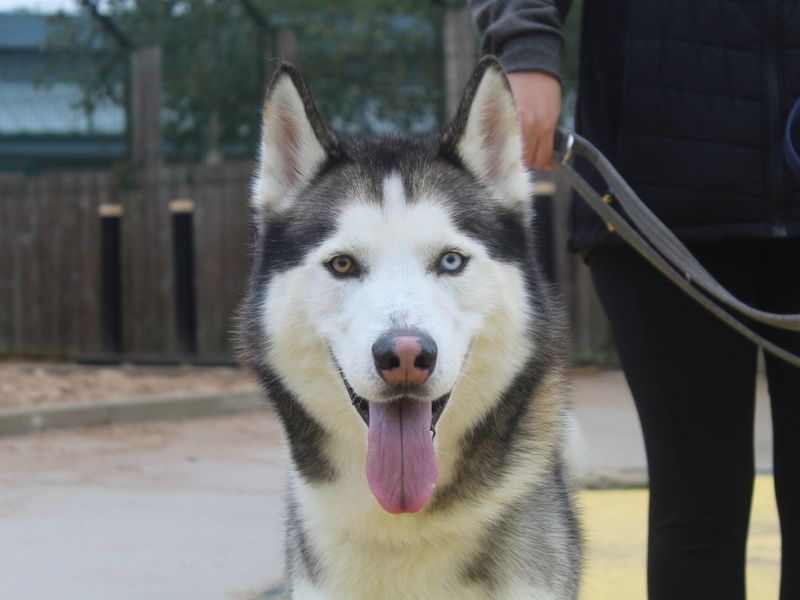 Loki for sale in Manchester, Greater Manchester - Image 1