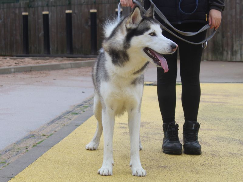 Loki for sale in Manchester, Greater Manchester - Image 2