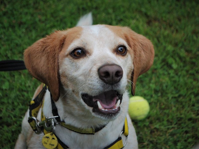 Beagles for sale in Newbury, Berks