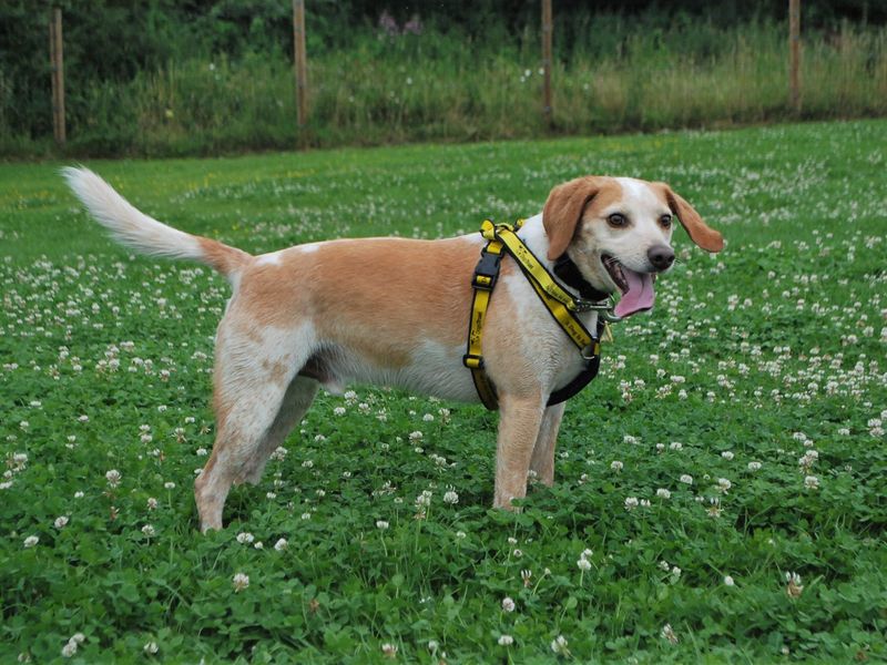 Beagle Puppies for sale in Berks