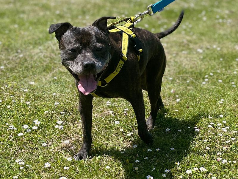 Peter | Terrier (Staffordshire Bull) | Canterbury - 1