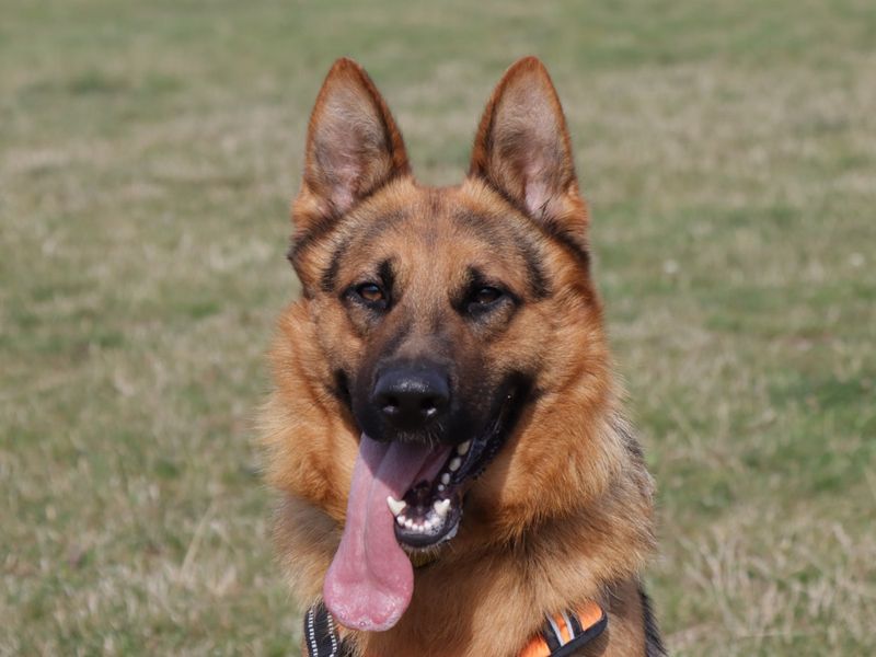 Reggie | German Shepherd Dog | Evesham (Worcestershire) - 1