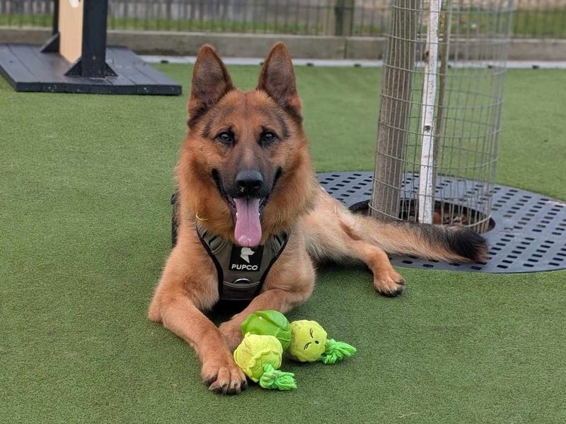 Reggie | German Shepherd Dog | Evesham (Worcestershire) - 1