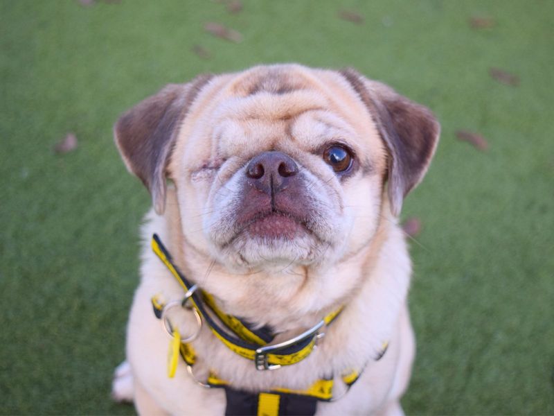 Peanut | Pug Cross | Harefield West London - 1