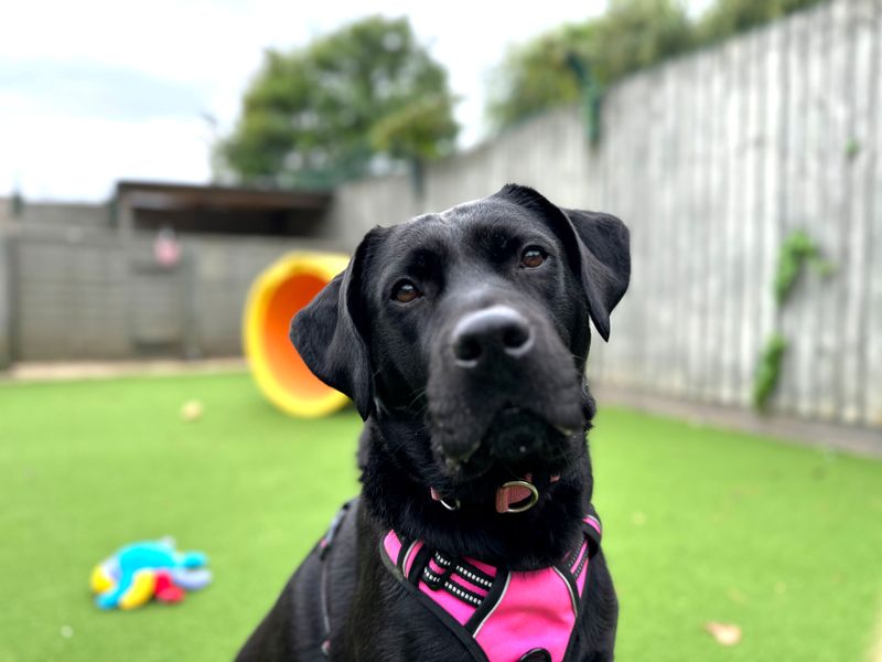 Bella Boo | Retriever (Labrador) Cross | Shoreham (Sussex) - 1