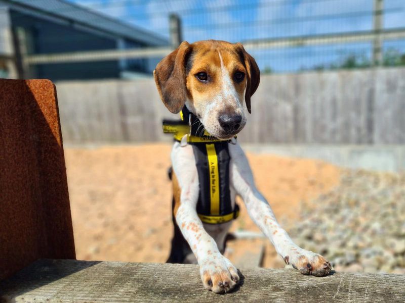 Beagle Puppies for sale