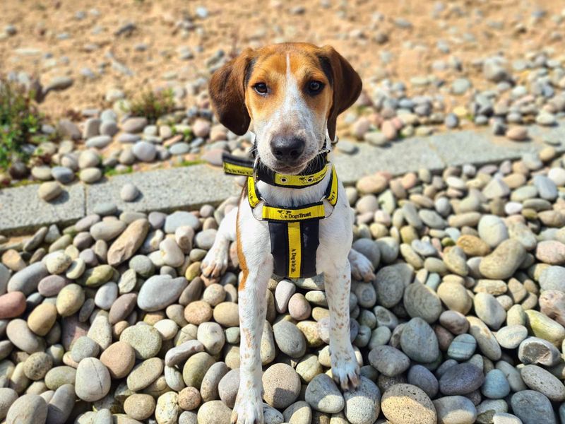 Beagles for sale in Cardiff, Glamorgan