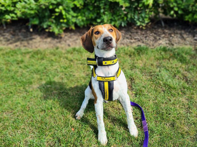 Beagle Puppies for sale in Glamorgan