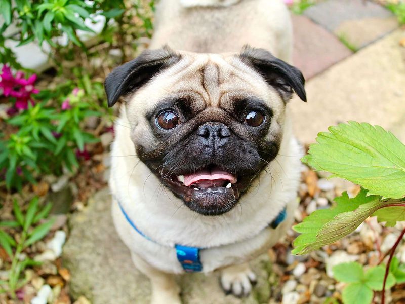 Tilly | Pug | Evesham (Worcestershire) - 1