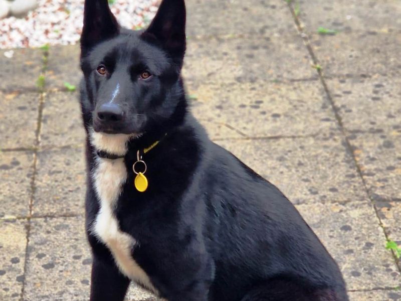 Freddie | German Shepherd Dog Cross | Loughborough - 1