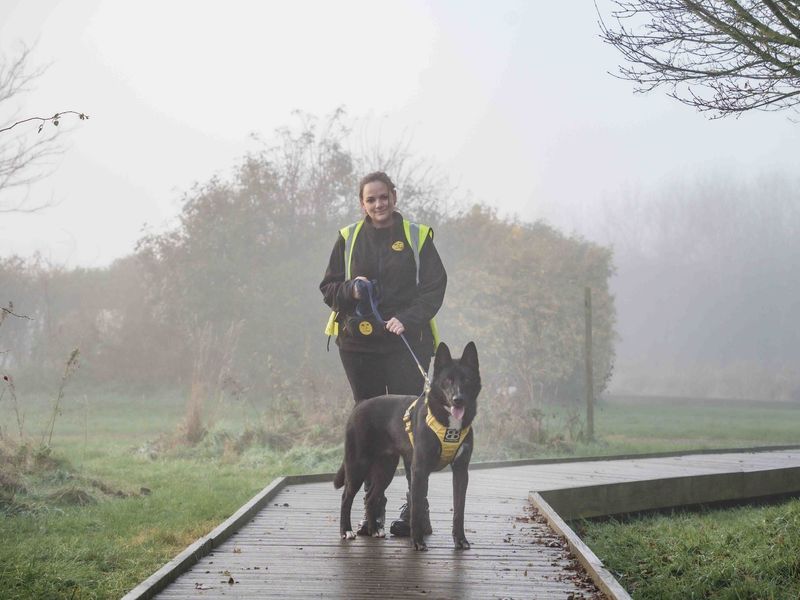 Freddie | German Shepherd Dog Cross | Loughborough - 1