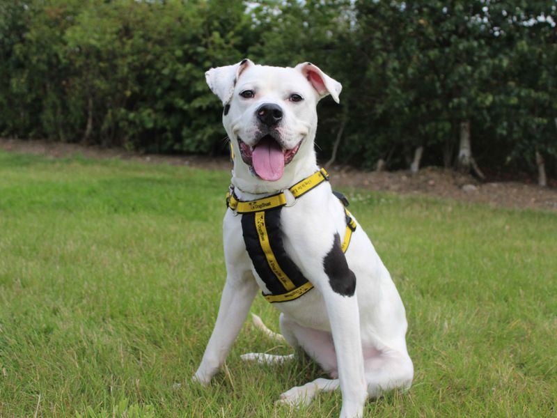 Staffordshire Bull Terriers for sale in Sadberge, Co Durham