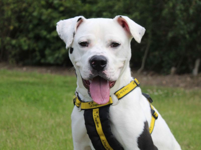 Chelsea | Terrier (Staffordshire Bull) Cross | Darlington - 1