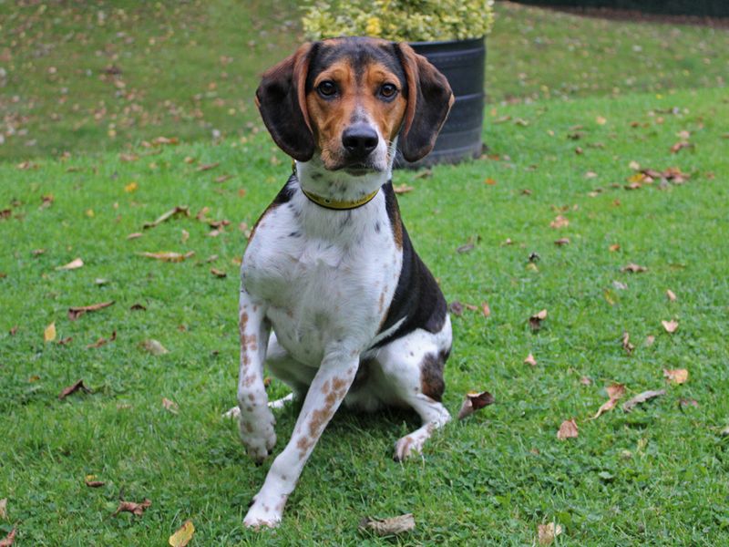 Beagle Puppies for sale in Merseyside