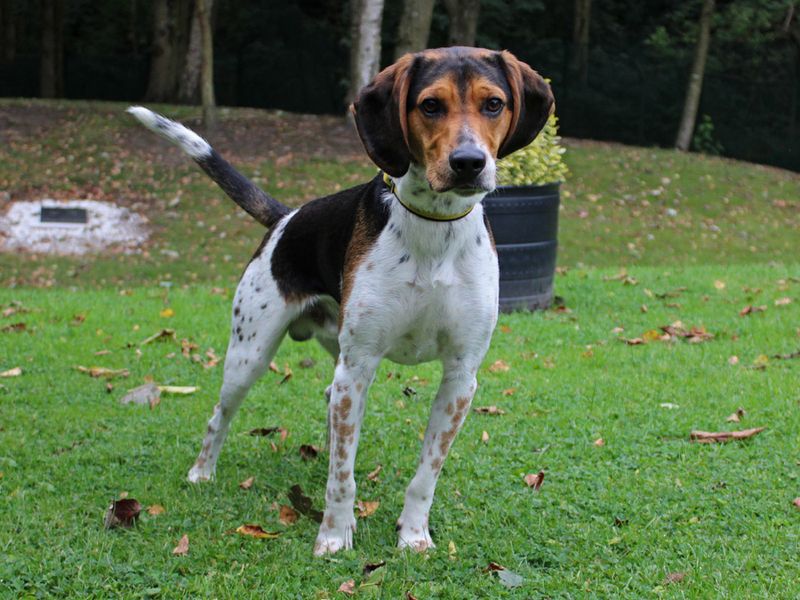 Beagle Puppies for sale