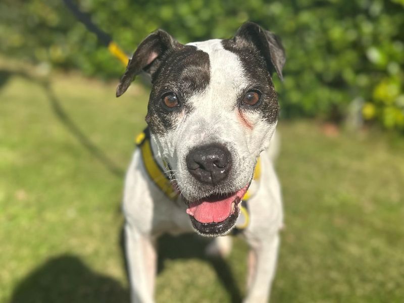 Alison | Terrier (Staffordshire Bull) | Evesham (Worcestershire) - 1