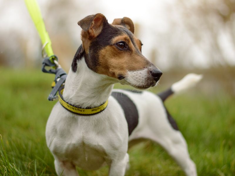 Lia | Terrier (Jack Russell) | Kenilworth (West Midlands) - 1