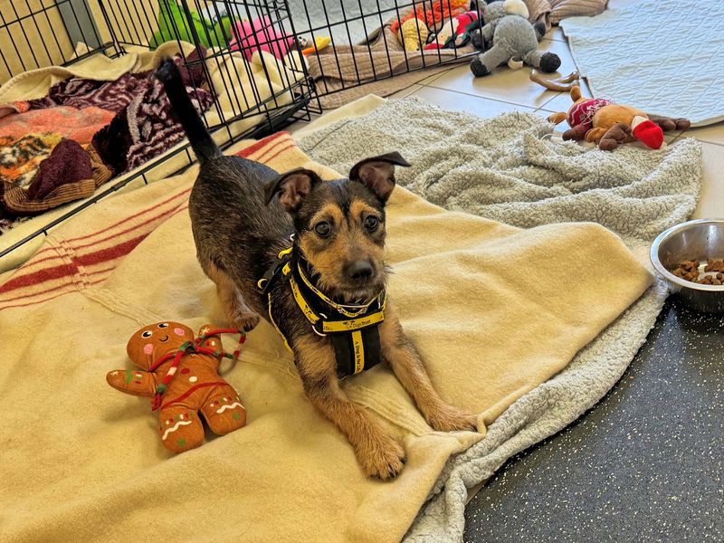 Jack Russells for sale in Wickford, Essex