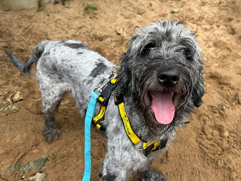 Poodle Puppies for sale in North Devon