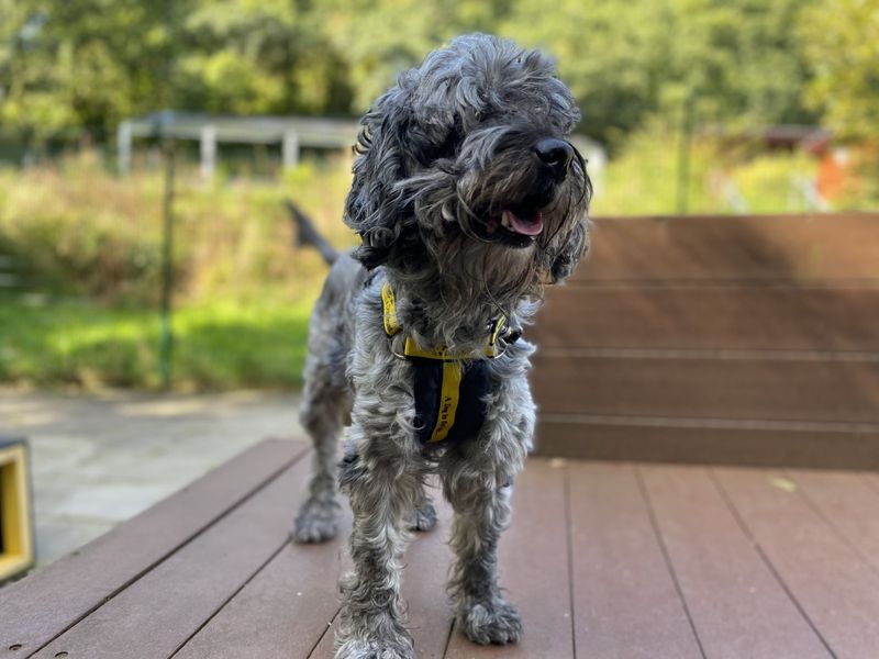 Eddie | Poodle Cross | Ilfracombe - 1