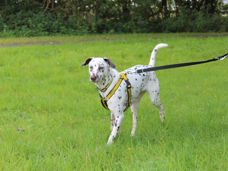 Ziggy for sale in Telford, Shropshire