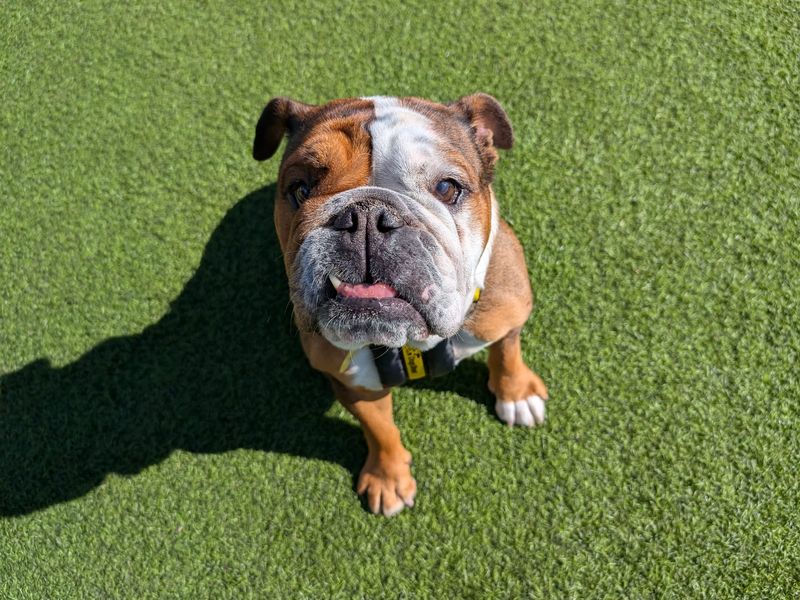 English Bulldogs for sale in West Calder, West Lothian