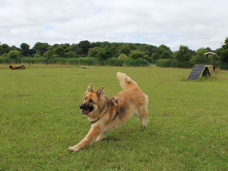 Tilly for sale in Newton Tony, Wiltshire - Image 5