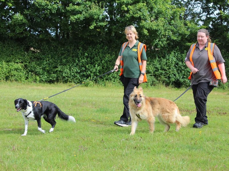 German Shepherds for sale in Newton Tony, Wiltshire