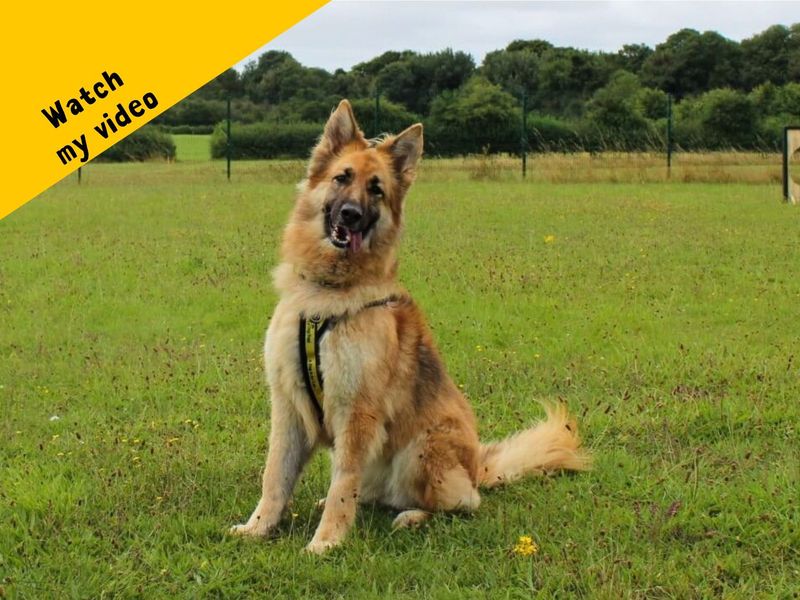 Tilly | German Shepherd Dog | Salisbury (Wiltshire) - 1