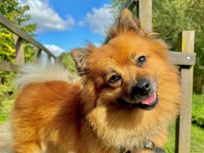 Mr Todd | Pomeranian | Darlington - 1