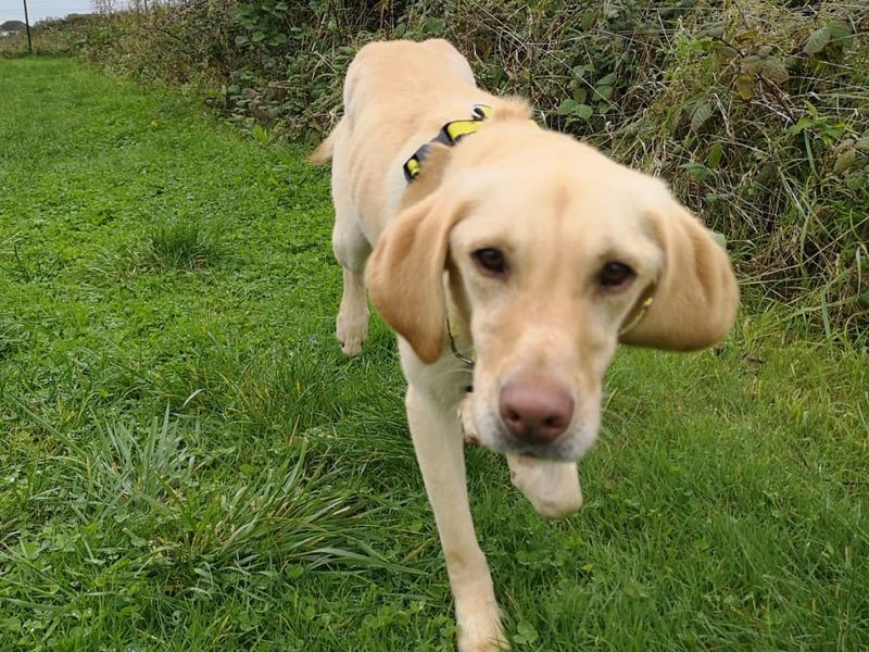 Henry | Retriever (Labrador) | Shoreham (Sussex) - 1