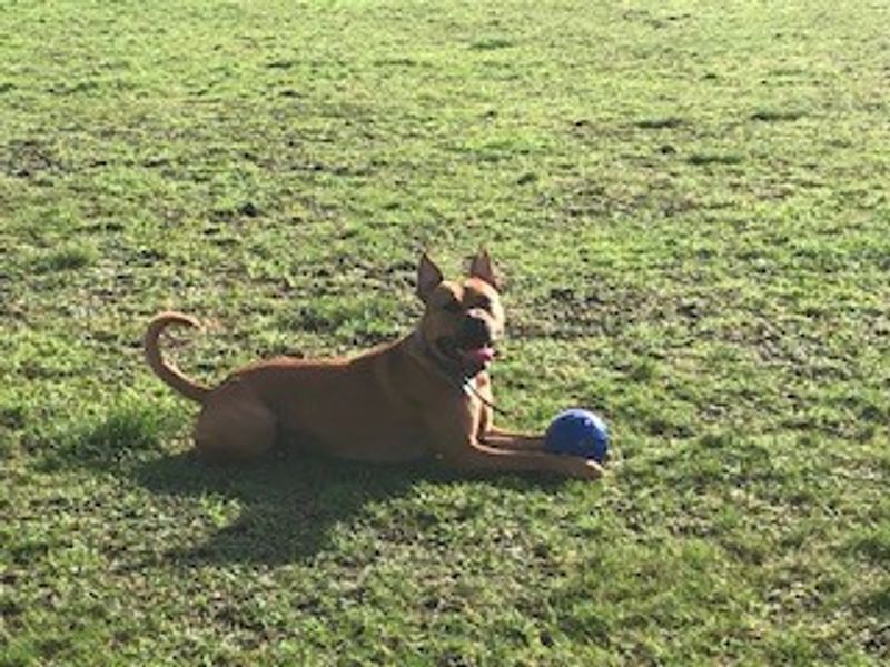 Monty | Terrier (Staffordshire Bull) Cross | Salisbury (Wiltshire) - 1