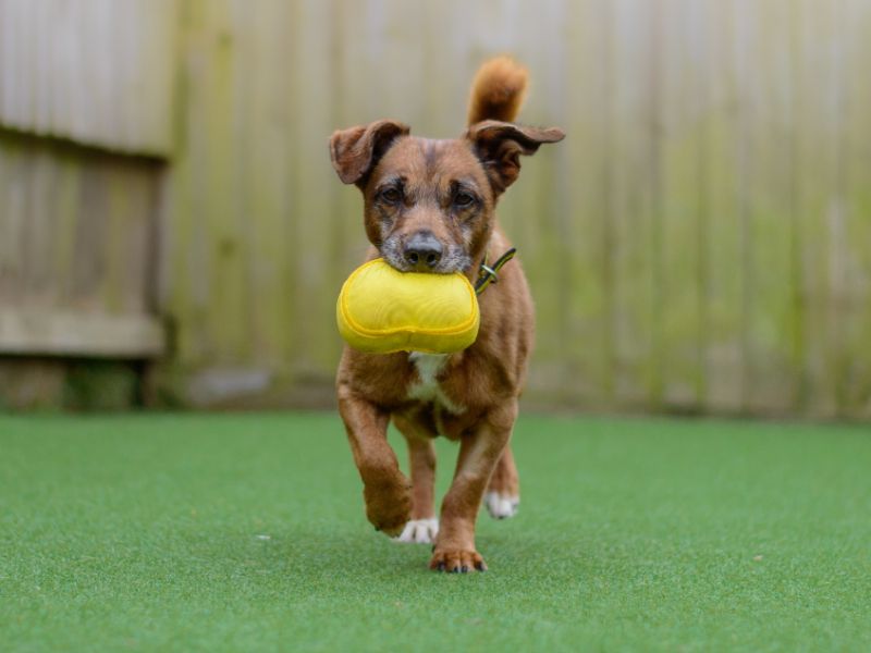 Douglas | Terrier (Jack Russell) | Kenilworth (West Midlands) - 1