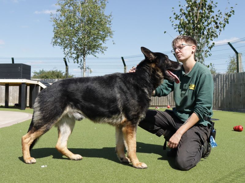 Herman for sale in Evesham, Worcestershire - Image 1