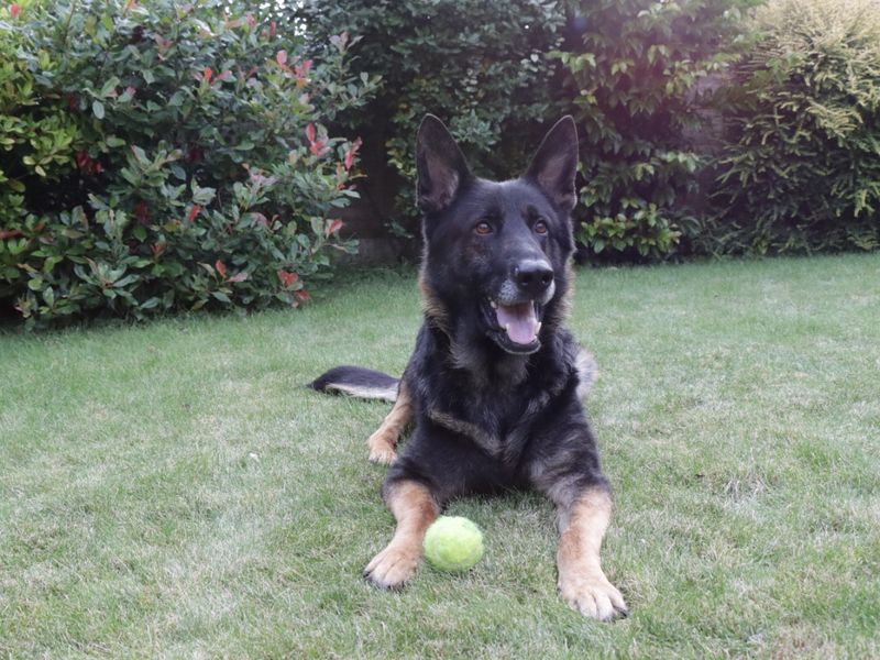 German Shepherds for sale in Evesham, Worcestershire